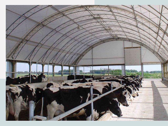 Тентовые коровники в Шебекино